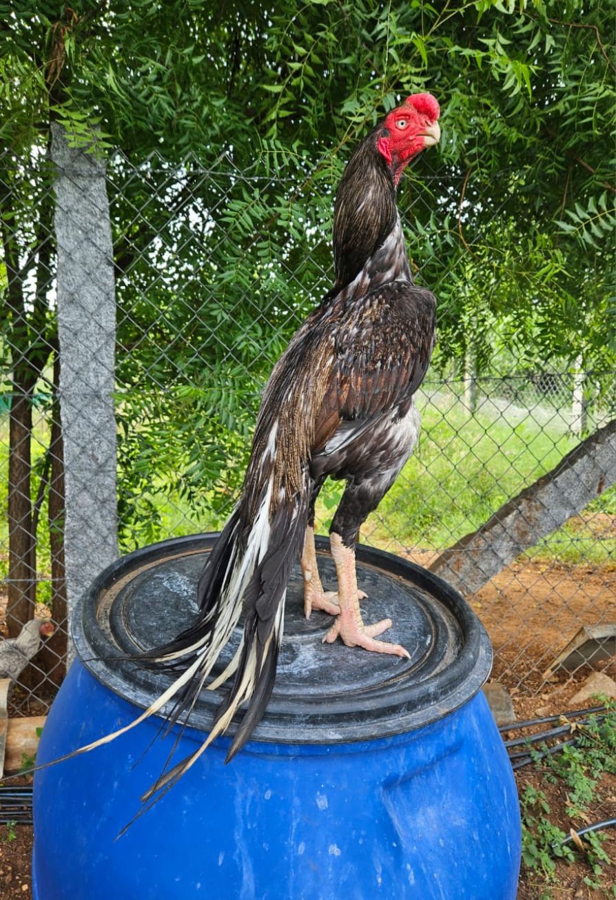 Parrot beak aseel  Fantastic Male for sale